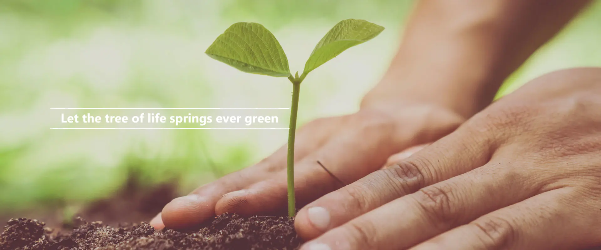 Örökké zöldelljen az élet fája